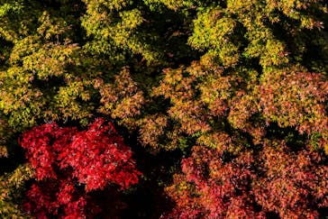 伊豆パノラマパークに投稿された画像（2020/11/17）