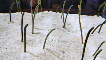 すみだ水族館に投稿された画像（2020/11/17）