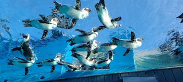 サンシャイン水族館に投稿された画像（2020/11/17）