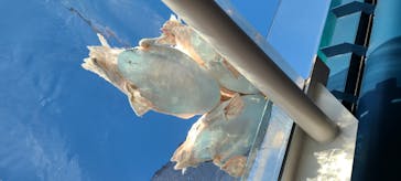 サンシャイン水族館に投稿された画像（2020/11/17）