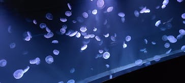 サンシャイン水族館に投稿された画像（2020/11/17）