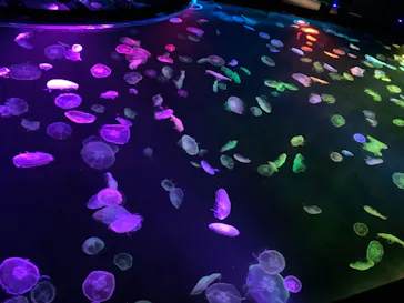 すみだ水族館に投稿された画像（2020/11/17）