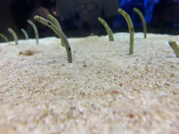 すみだ水族館に投稿された画像（2020/11/17）