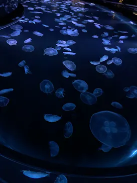 すみだ水族館に投稿された画像（2020/11/17）