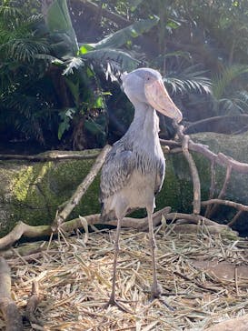 那須どうぶつ王国に投稿された画像（2020/11/18）