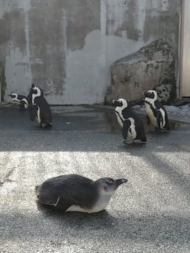 横浜・八景島シーパラダイスに投稿された画像（2020/11/18）