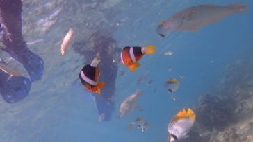 ダイビングショップ Sea Free（シーフリー）に投稿された画像（2020/11/18）