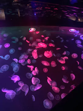 すみだ水族館に投稿された画像（2020/11/18）