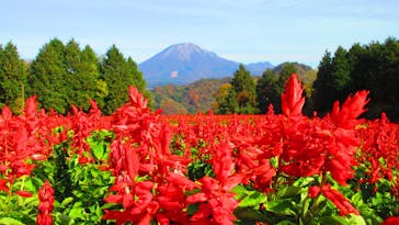 とっとり花回廊に投稿された画像（2020/11/18）