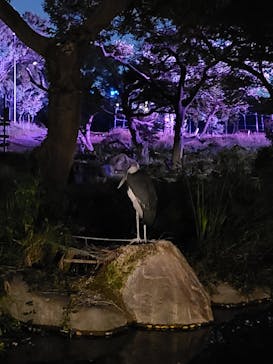 天王寺動物園に投稿された画像（2020/11/18）