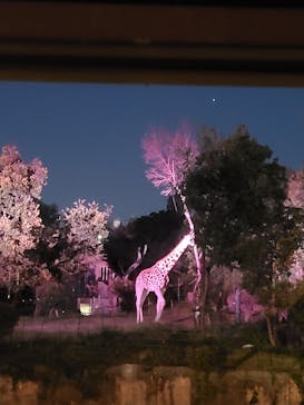 天王寺動物園に投稿された画像（2020/11/18）