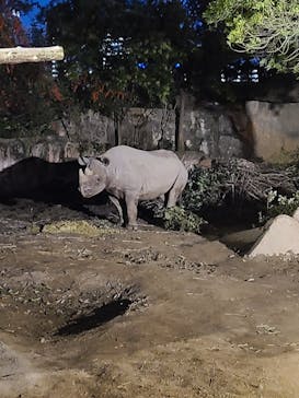 天王寺動物園に投稿された画像（2020/11/18）