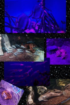 サンシャイン水族館に投稿された画像（2020/11/19）