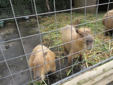 ネオパークオキナワに投稿された画像（2020/11/19）