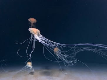 サンシャイン水族館に投稿された画像（2020/11/19）