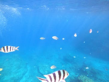 武藤潜水に投稿された画像（2020/11/19）