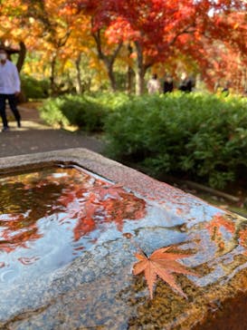 箱根美術館に投稿された画像（2020/11/19）