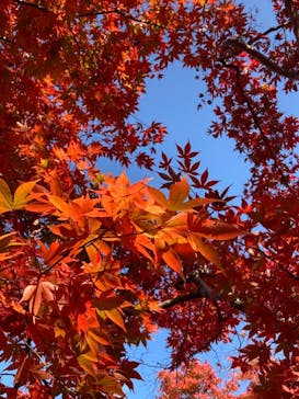 箱根美術館に投稿された画像（2020/11/19）