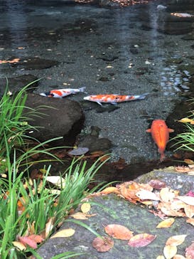 箱根湯本温泉 天成園に投稿された画像（2020/11/19）