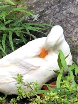 箱根湯本温泉 天成園に投稿された画像（2020/11/19）
