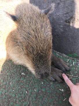 伊豆シャボテン動物公園に投稿された画像（2020/11/19）