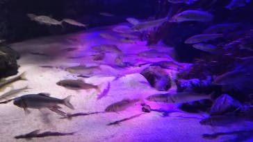 サンシャイン水族館に投稿された画像（2020/11/19）