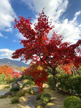 箱根美術館に投稿された画像（2020/11/19）