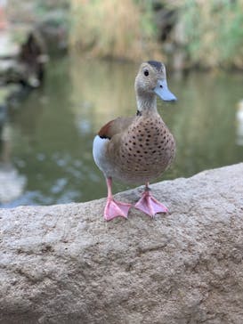 神戸どうぶつ王国に投稿された画像（2020/11/20）