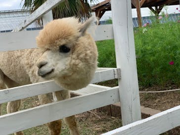 神戸どうぶつ王国に投稿された画像（2020/11/20）