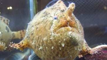 鳥羽水族館に投稿された画像（2020/11/20）