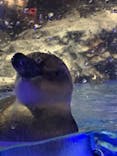 すみだ水族館に投稿された画像（2020/11/20）