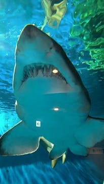 しながわ水族館に投稿された画像（2020/11/20）