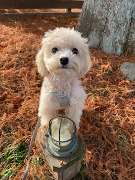 わんダフルネイチャーヴィレッジに投稿された画像（2020/11/20）