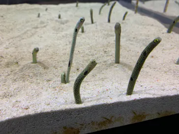 すみだ水族館に投稿された画像（2020/11/20）