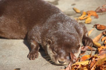 しろとり動物園に投稿された画像（2020/11/20）