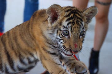 しろとり動物園に投稿された画像（2020/11/20）