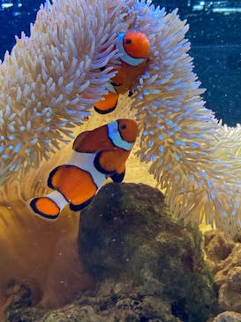 京都水族館に投稿された画像（2020/11/21）