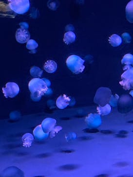京都水族館に投稿された画像（2020/11/21）