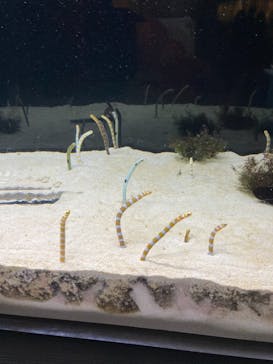 京都水族館に投稿された画像（2020/11/21）