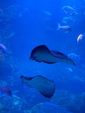 京都水族館に投稿された画像（2020/11/21）