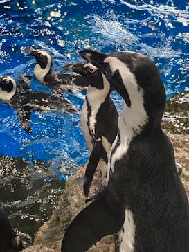 京都水族館に投稿された画像（2020/11/21）