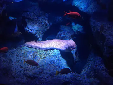 すみだ水族館に投稿された画像（2020/11/21）