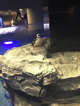 すみだ水族館に投稿された画像（2020/11/21）