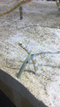 すみだ水族館に投稿された画像（2020/11/21）