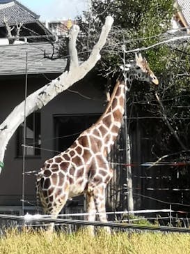 天王寺動物園に投稿された画像（2020/11/21）