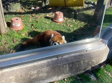 天王寺動物園に投稿された画像（2020/11/21）