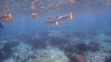 ダイビングショップ Sea Free（シーフリー）に投稿された画像（2020/11/21）