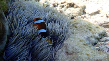 ダイビングショップ Sea Free（シーフリー）に投稿された画像（2020/11/21）