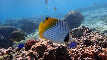 ダイビングショップ Sea Free（シーフリー）に投稿された画像（2020/11/21）