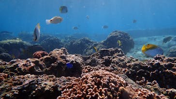 ダイビングショップ Sea Free（シーフリー）に投稿された画像（2020/11/21）